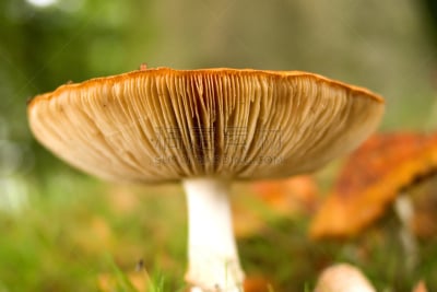 薄叶片,自然,褐色,水平画幅,绿色,橙色,孢子,基粒间片层,秋天,无人