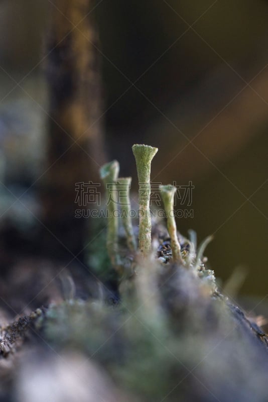 地衣,苔藓,自然,显微镜,季节,古老的,比例,子囊盘,垂直画幅,图像