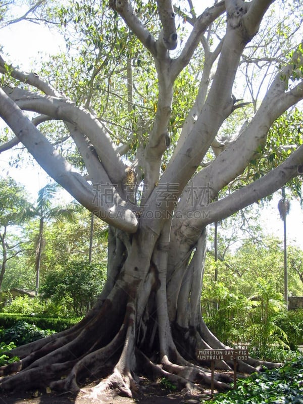 无花果树,垂直画幅,美国,无人,moreton bay fig,加利福尼亚,澳大利亚,圣巴巴拉,摄影