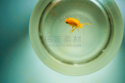 玻璃鱼缸,金鱼,鱼食,超小号,鱼缸,人工饲养动物,水族馆,水,留白,水平画幅