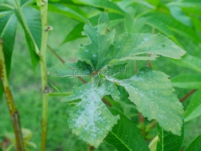 叶子,蚜虫,绿色,特写,农业,蔬菜,清新,比例,棉,泰国