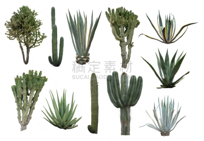 仙人掌,植物,水平画幅,绿色,肉质植物,无人,荆棘,组物体,芦荟,龙舌兰属植物