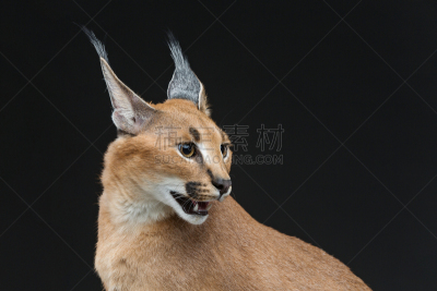 山猫,狞獾,黑色背景,自然美,在上面,6到11个月,纯种猫,美,褐色,水平画幅