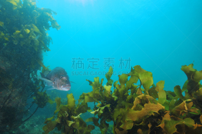 笛鲷,海藻灰,成年的,在底端,动物的鳞,动物鳍,浅的,水,水平画幅,澳大拉西亚