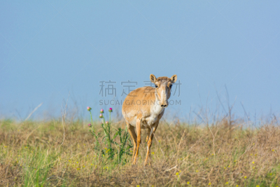 红色,书,食草动物,热,有蹄哺乳动物,野生动物,环境,天气,哺乳纲,萨凡纳港市
