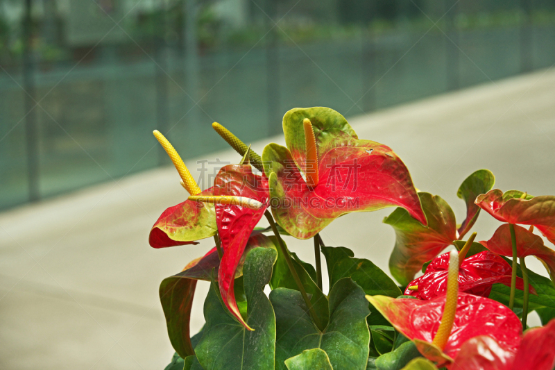 花烛属,火烈鸟百合,红色,植物,水平画幅,无人,黄色,日本,摄影,花