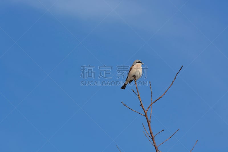 伯劳,伯劳属,水平画幅,鸟类,蜥蜴,动物身体部位,在边上,观鸟,面具,翅膀