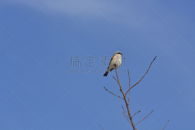 伯劳,伯劳属,水平画幅,鸟类,蜥蜴,动物身体部位,在边上,观鸟,面具,翅膀