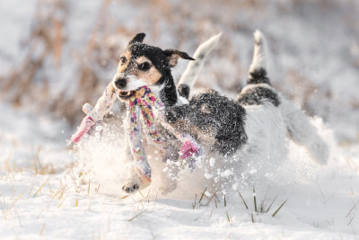 雪,狗,玩具,杰克拉瑟短腿犬,进行中,天空,白色,冬天,敏捷,草地