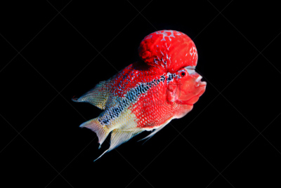 黑色背景,鱼肉,色彩鲜艳,丽体鱼,自然,状态描述,水平画幅,无人,水下,房地产