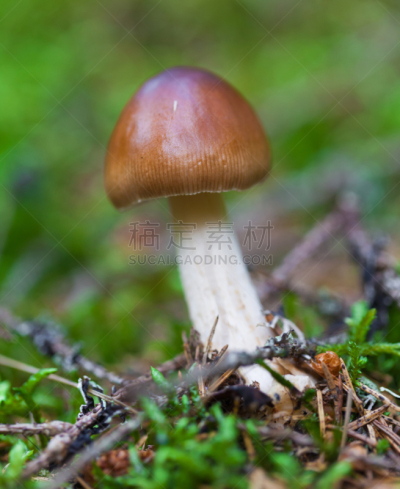 特写,食用菌,伞形毒菌,porcini mushroom,自然,垂直画幅,小的,秋天,无人,有毒生物体
