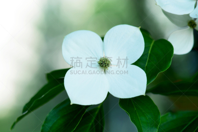 开花的山茱萸,六月,水平画幅,无人,园艺,夏天,户外,特写,箭木,白色