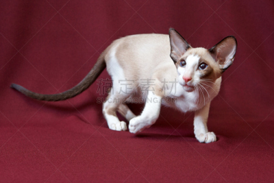 野生猫科动物,指挥台,水平画幅,可爱的,曝光过度,家畜,无人,羽毛围巾,俄罗斯