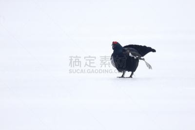 黑松鸡,松鸡,自然,停泊的,旷野,摩尔人风格,寒冷,野生动物,水平画幅,雪