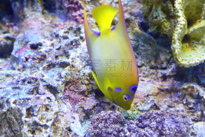 女王扁鲛,自然,在下面,野生动物,水平画幅,无人,黄色,动物,神仙鱼,海洋