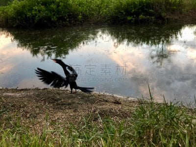 翅膀,鸟类,黑色,南美,水,朱鹭,颈,树梢,动物身体部位,野外动物