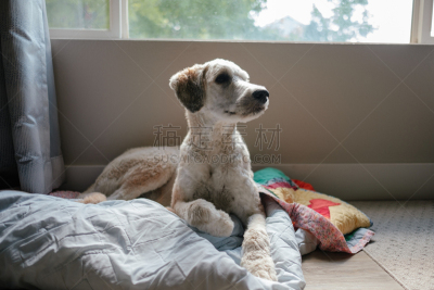 狗,毛绒绒,毯子,自然美,可爱的,纯种犬,法兰德斯畜牧犬,肖像,哺乳纲,动物