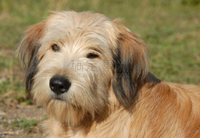 牧羊人,briard,兀鹫梗,宝丽丝山脉,宠物,纯种犬,家庭,长的,多毛的,图像