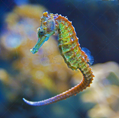 彩色图片,马,反差,海马,芝加哥市,自然,水平画幅,水族馆,无人,动物