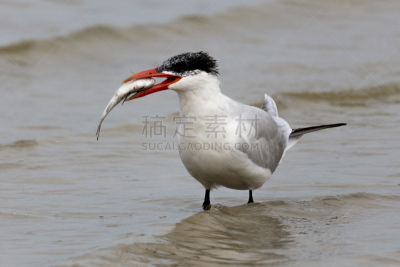 红嘴巨鸥,自然,野生动物,美国,水平画幅,无人,鸟类,野外动物,燕鸥,佛罗里达