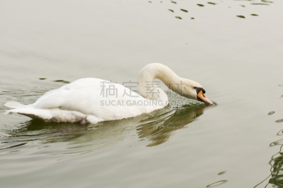 白色,天鹅,自然,水,宁静,颈,水平画幅,鸟类,户外,湖