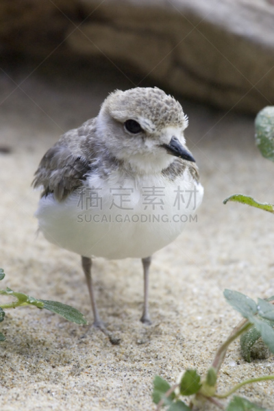 一只动物,鸻,环颈鸻,垂直画幅,水,野生动物,沙子,无人,鸟类,野外动物