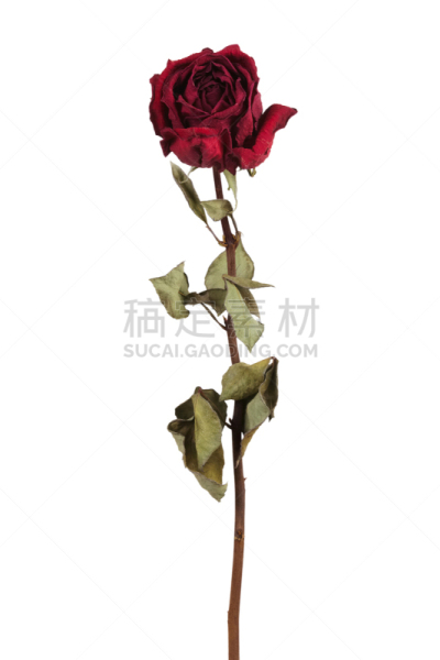 玫瑰,红色,干的,自然,垂直画幅,枯萎的,仿旧磨损的效果,无人,死的,背景分离