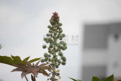蓖麻,自然,水平画幅,绿色,水果,无人,有毒生物体,健康保健,果树,生物学