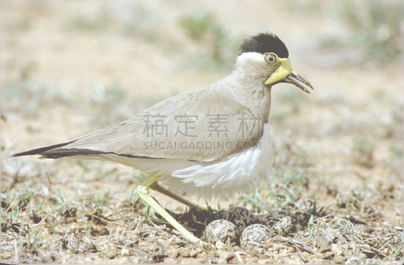 麦鸡亚科,黄色,无人,亚洲,自然,野生动物,图像,水平画幅,印度,动物学