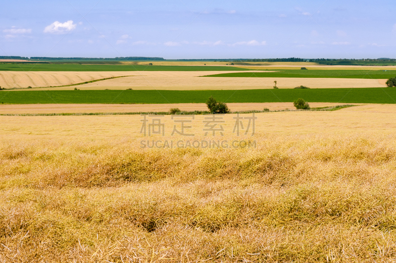 田地,黄色,地形,绿色,美,说唱音乐,水平画幅,性主题,夏天,户外