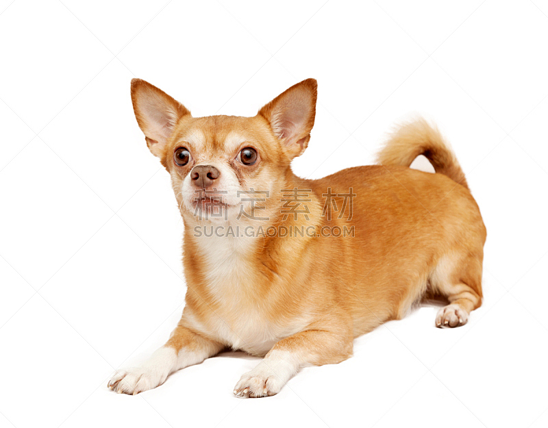 狗 白色背景 分离着色 可爱的 纯种犬 背景分离 哺乳纲 一只动物 哈巴狗图片素材下载 稿定素材