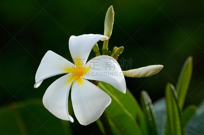 赤素馨花,白色,仅一朵花,瓦瓦乌,汤加,自然,法国海外领土,水平画幅,无人,户外