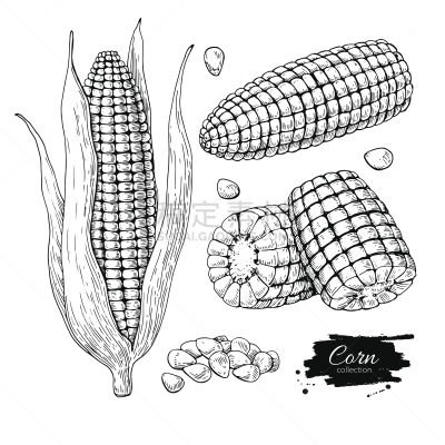 玉米,绘画插图,矢量,蔬菜,分离着色,动物手,一个物体,高雅,布置,绘制