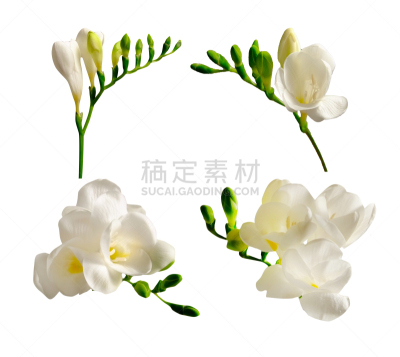 春天,小苍兰,明亮,背景,极简构图,深情的,构图,花