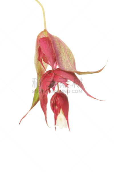 白麻属植物,苘麻,垂直画幅,红色,白色,无人,花头,背景分离,叶脉,花朵