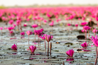 泰国,荷花,湖,自然,红色,海洋,睡莲,水,地形,早晨