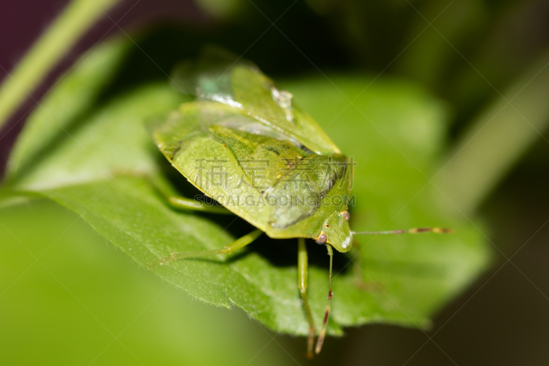 green shield bug,美,水平画幅,盾,动物身体部位,特写,明亮,人的眼睛,害虫,臭