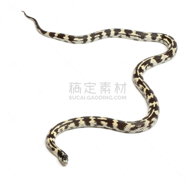 蛇王,普通王蛇,白色背景,前面,动物主题,背景分离,法国,野生动物,蛇,脊椎动物
