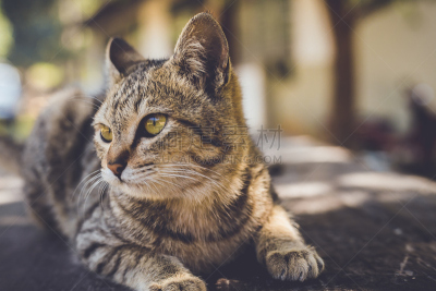 猫,翻线游戏,三趾鸥,美,水平画幅,可爱的,白色背景,动物身体部位,背景分离,泰国