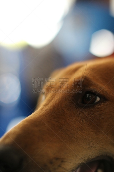 狗,垂直画幅,褐色,复眼,灯笼,轻的,毛圈花式线,迪斯科灯光,动物身体部位,手电筒