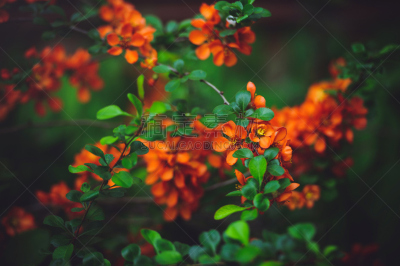 温柏,灌木,日本,红色,美,水平画幅,无人,蔷薇科,夏天,花蕾