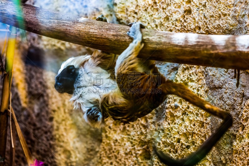 褐色狨,猴子,cotton-top tamarin,棉顶仙人掌,绢毛猴,狨猴,猕猴,自然,野生动物,水平画幅