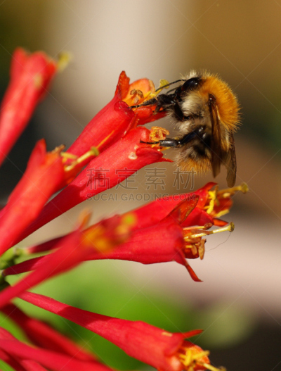 动物的顶撞行为,大黄蜂,垂直画幅,红色,无人,环境,夏天,摄影,花