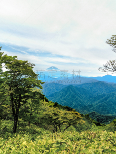 富士山,西,摄像机拍摄角度,垂直画幅,休闲活动,枝繁叶茂,无人,健康,夏天,户外