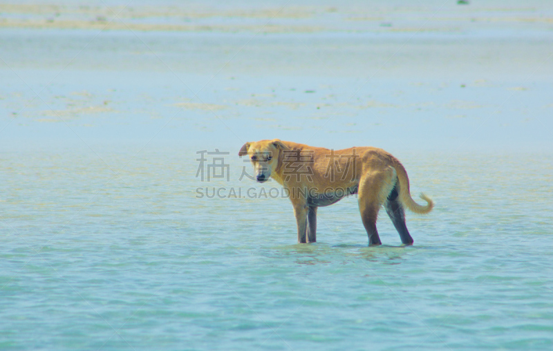 水,埃及,狗,马萨阿拉姆,悬挂的,海滩,流浪动物,红海,自然,天空