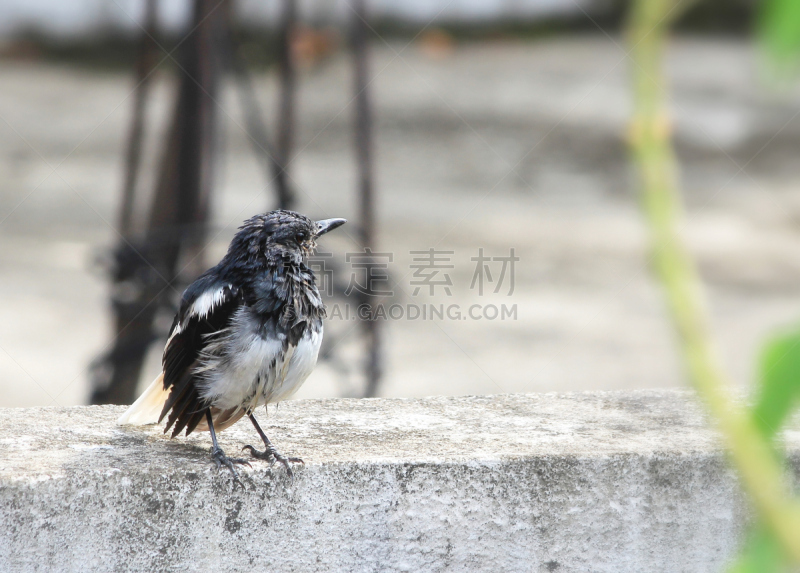 鹊鸲,东方人,鹊,自然,热带鸟,机敏,水平画幅,鸟类,户外,特写