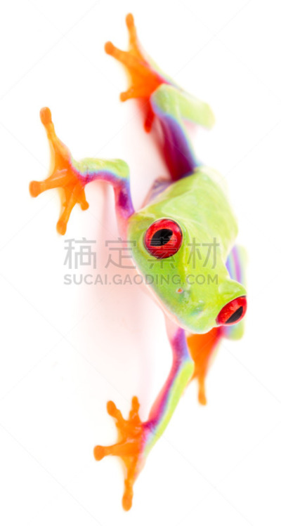 红眼树蛙,比利时,哥斯达黎加,红色,垂直画幅,图像,青蛙,色彩鲜艳,动物,无人