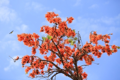 天空,背景,巨箭袋树,柚木树,美,水平画幅,无人,夏天,户外,特写
