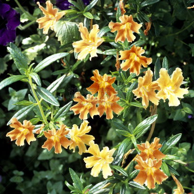 猴面花,温带的花,景观设计,无人,阳台,花序,户外,方形画幅,植物