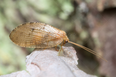 褐色,lacewing,水平画幅,无人,动物身体部位,节肢动物,翅膀,图像,一只动物,脉翅目